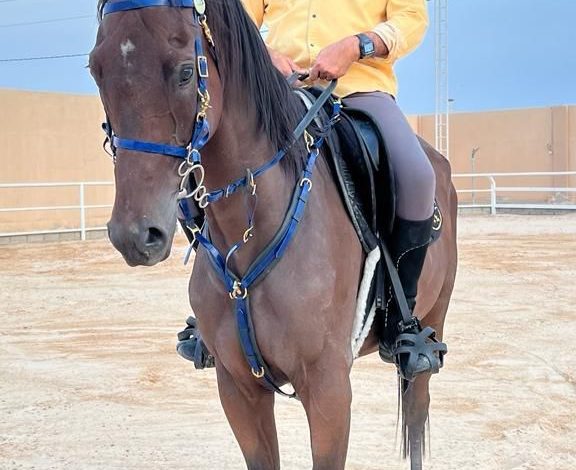 اول فريق أوروبي بقيادة سعودية يشارك في بطولة العالم بالعلا 2026